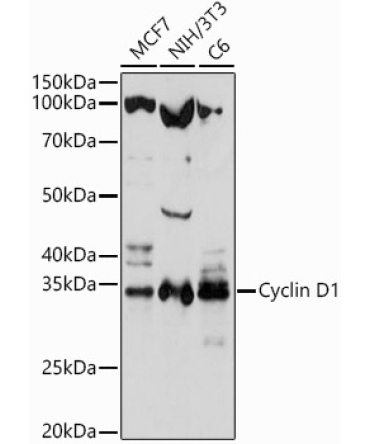 Cyclin D1 Rabbit Polyclonal Antibody