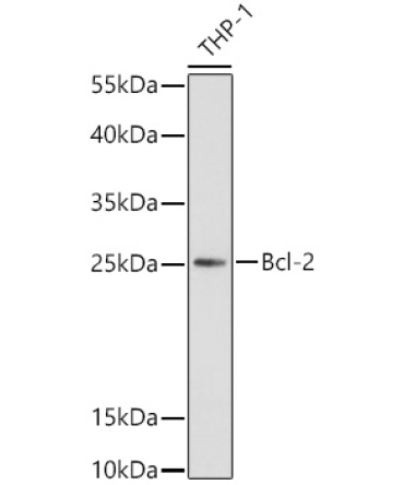 Bcl-2 Rabbit Polyclonal Antibody