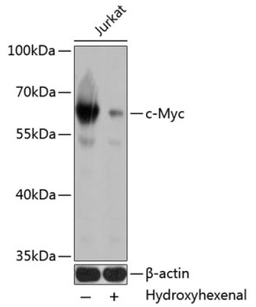 c-Myc Mouse Monoclonal Antibody