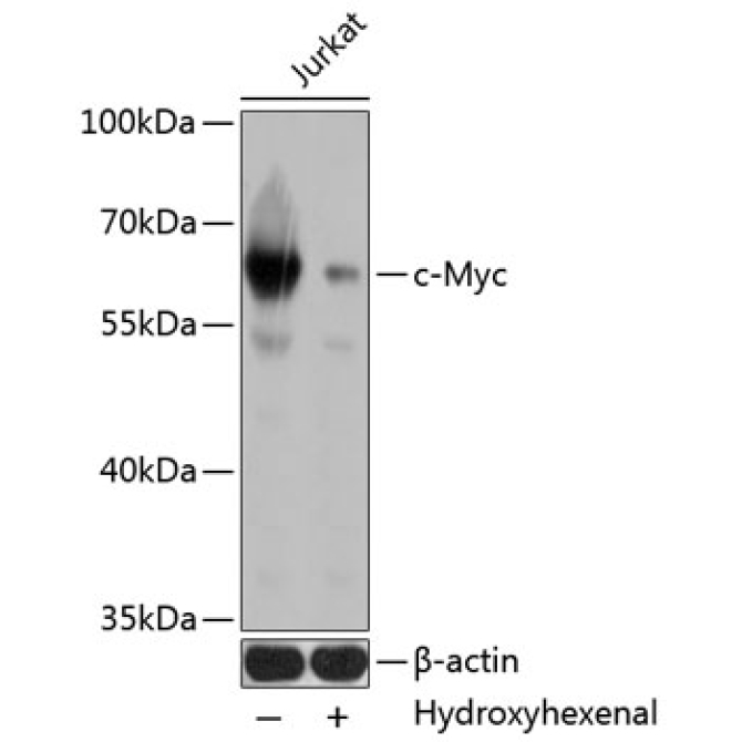 c-Myc Mouse Monoclonal Antibody