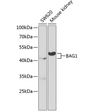 BAG1 Rabbit Polyclonal Antibody
