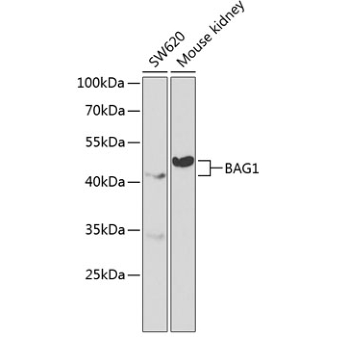 BAG1 Rabbit Polyclonal Antibody
