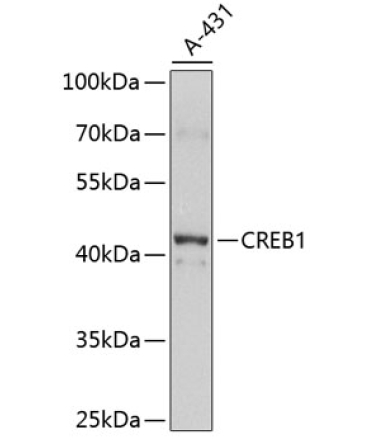 CREB1 Rabbit Polyclonal Antibody
