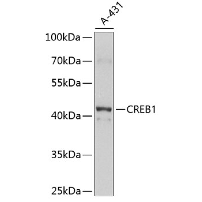 CREB1 Rabbit Polyclonal Antibody