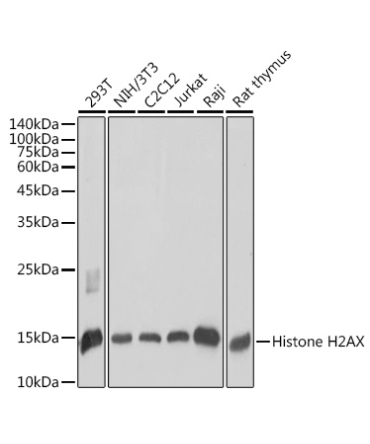 Histone H2AX Rabbit Polyclonal Antibody