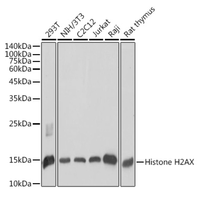 Histone H2AX Rabbit Polyclonal Antibody