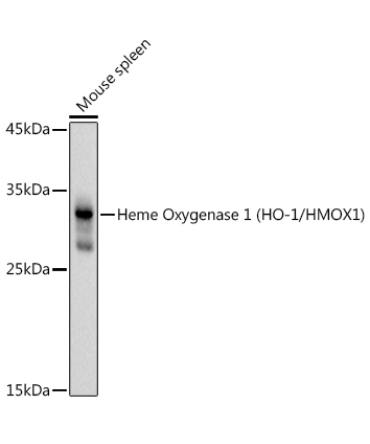 Heme Oxygenase 1 (HO-1/HMOX1) Rabbit Polyclonal Antibody