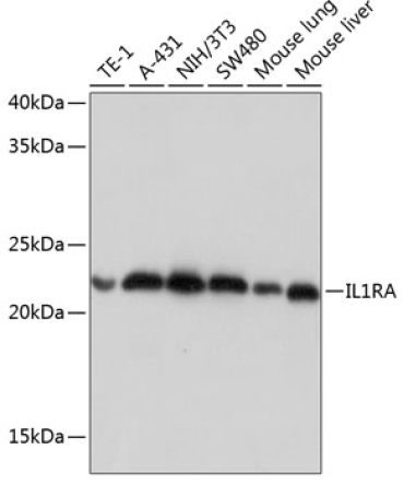IL1RA Rabbit Monoclonal Antibody
