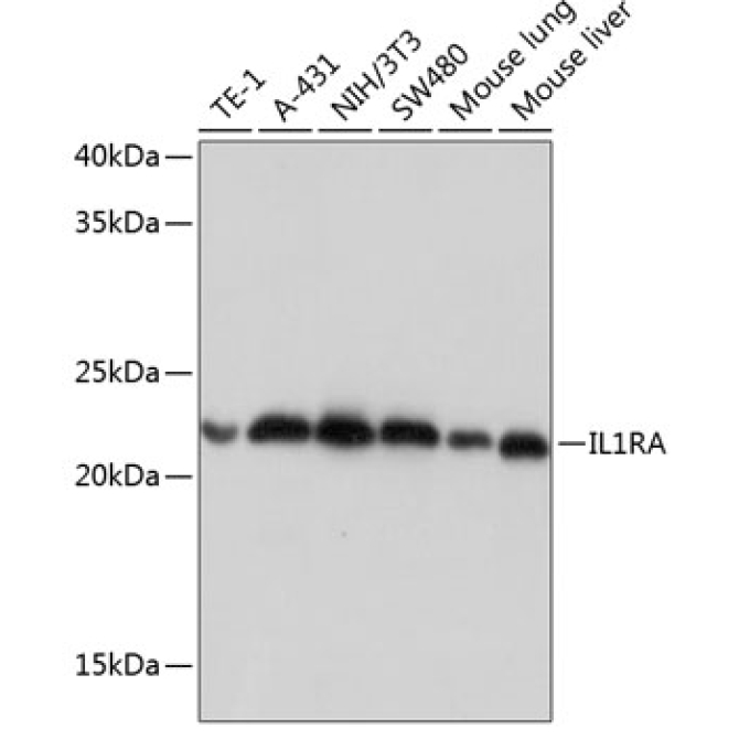 IL1RA Rabbit Monoclonal Antibody