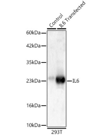 IL6 Rabbit Polyclonal Antibody