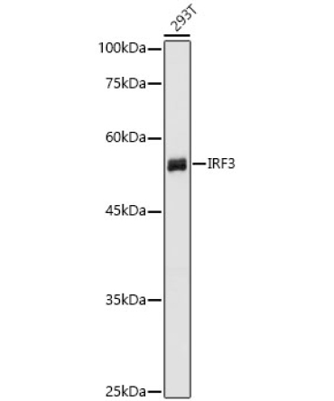 IRF3 Rabbit Polyclonal Antibody