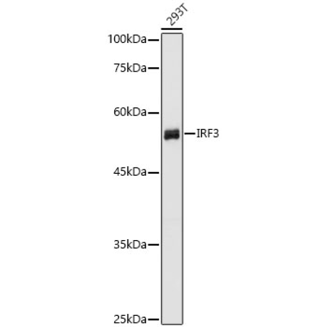 IRF3 Rabbit Polyclonal Antibody