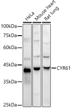 CYR61 Rabbit Polyclonal Antibody