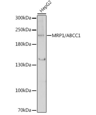 MRP1/ABCC1 Rabbit Polyclonal Antibody