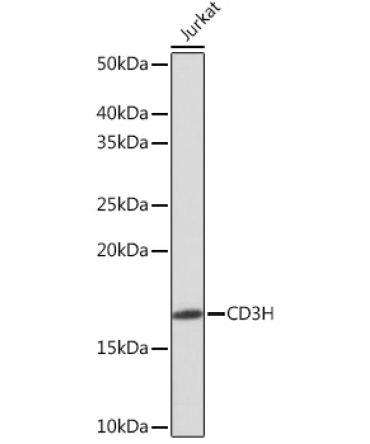 CD3H Rabbit Monoclonal Antibody