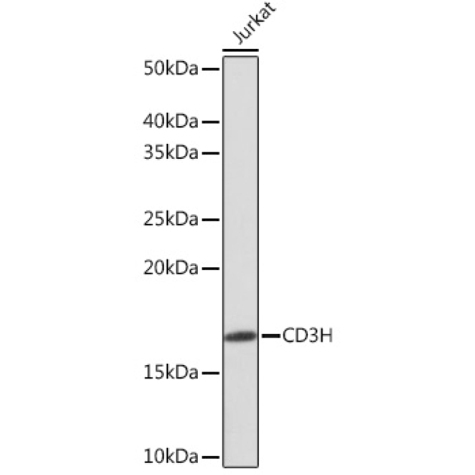 CD3H Rabbit Monoclonal Antibody