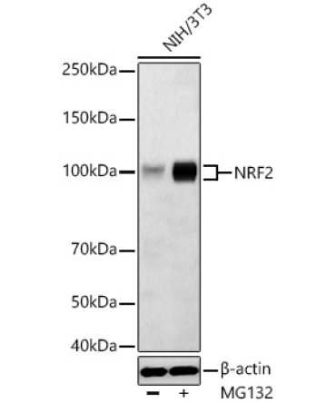 NRF2 Rabbit Polyclonal Antibody