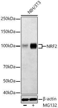 NRF2 Rabbit Polyclonal Antibody