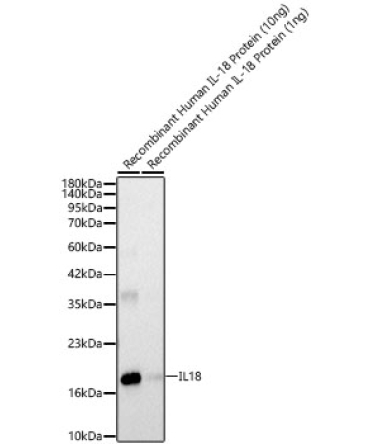 IL18 Rabbit Polyclonal Antibody