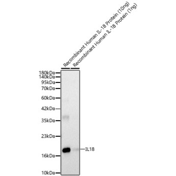 IL18 Rabbit Polyclonal Antibody