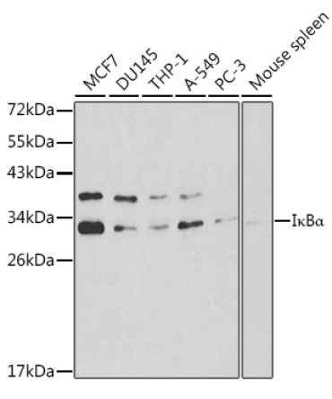 I?BAlpha Rabbit Polyclonal Antibody