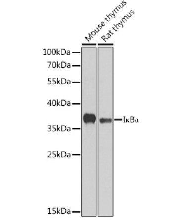 I?BAlpha Rabbit Polyclonal Antibody