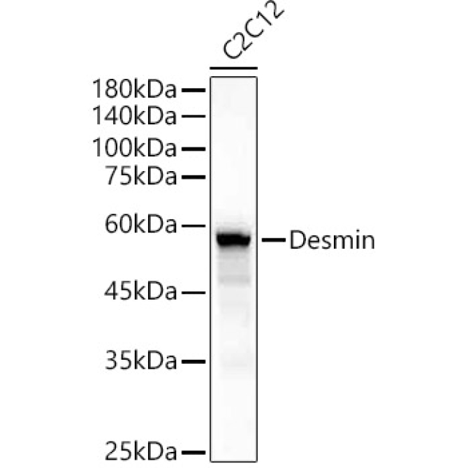 Desmin Rabbit Polyclonal Antibody