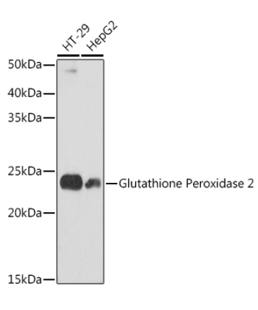 Glutathione Peroxidase 2 Rabbit Monoclonal Antibody