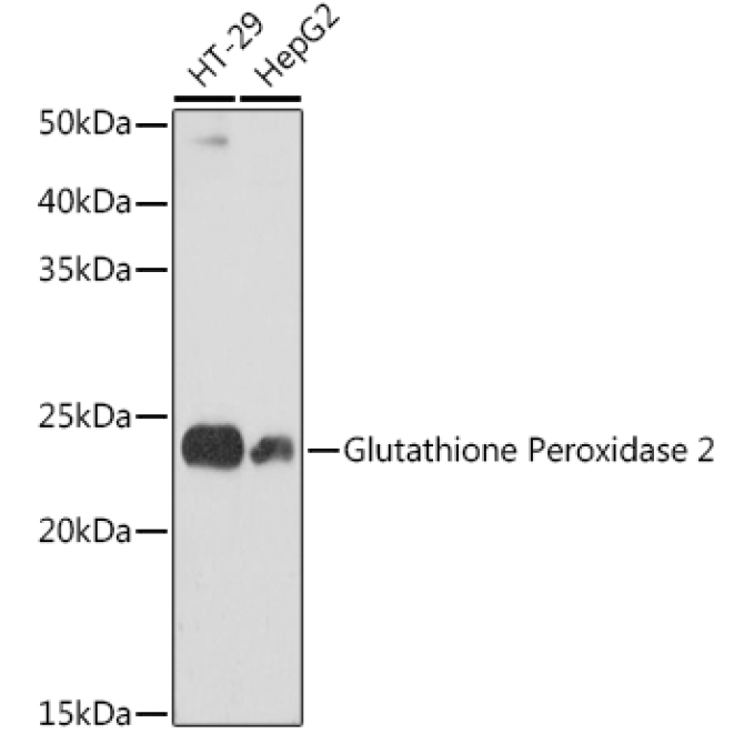 Glutathione Peroxidase 2 Rabbit Monoclonal Antibody