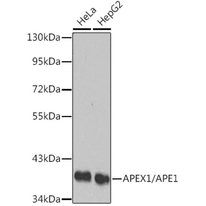 APEX1/APE1 Rabbit Polyclonal Antibody