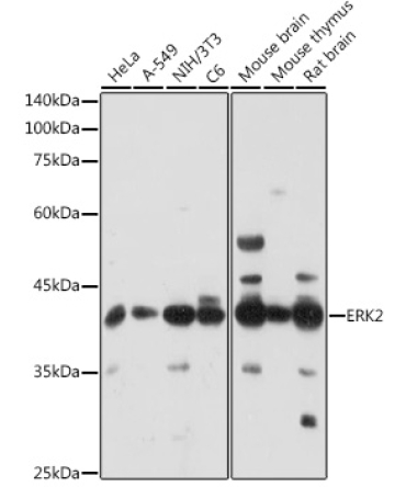 ERK2 Rabbit Polyclonal Antibody [KO Validated]