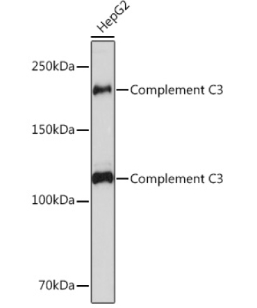 Complement C3 Rabbit Monoclonal Antibody