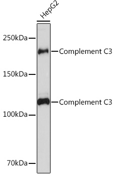 Complement C3 Rabbit Monoclonal Antibody