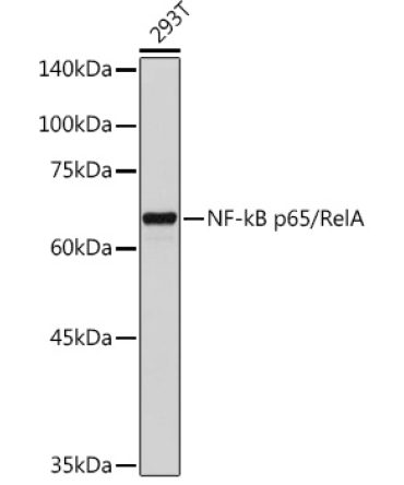 NF-kB p65/RelA Rabbit Polyclonal Antibody
