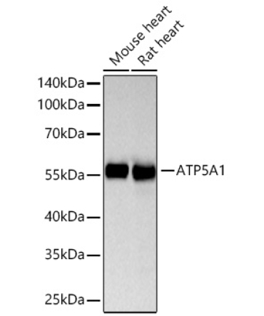 ATP5A1 Rabbit Monoclonal Antibody