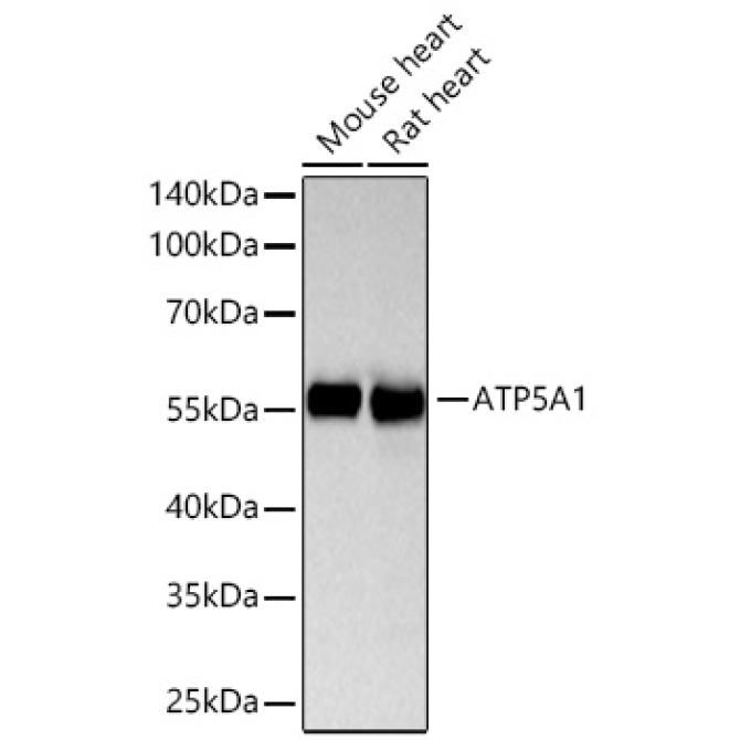ATP5A1 Rabbit Monoclonal Antibody