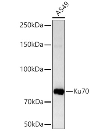 Ku70 Rabbit Monoclonal Antibody
