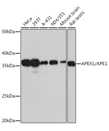 APEX1/APE1 Rabbit Monoclonal Antibody