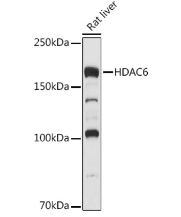 HDAC6 Rabbit Polyclonal Antibody