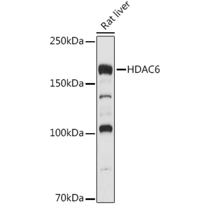 HDAC6 Rabbit Polyclonal Antibody