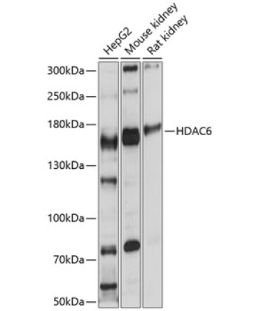 HDAC6 Rabbit Polyclonal Antibody