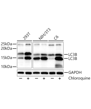 LC3B Rabbit Polyclonal Antibody
