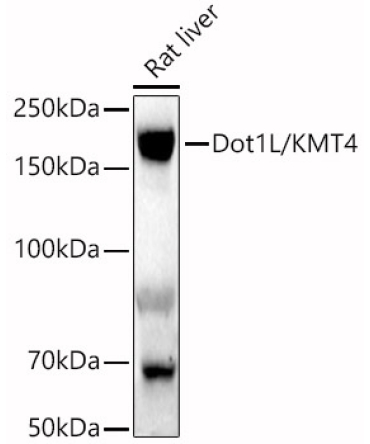 Dot1L/KMT4 Rabbit Polyclonal Antibody