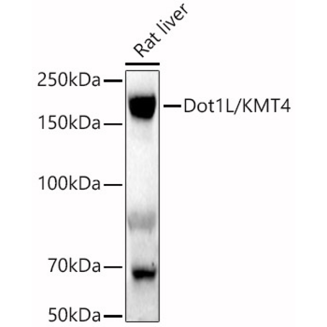 Dot1L/KMT4 Rabbit Polyclonal Antibody