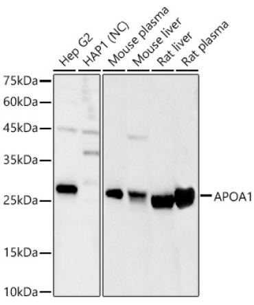 APOA1 Rabbit Polyclonal Antibody