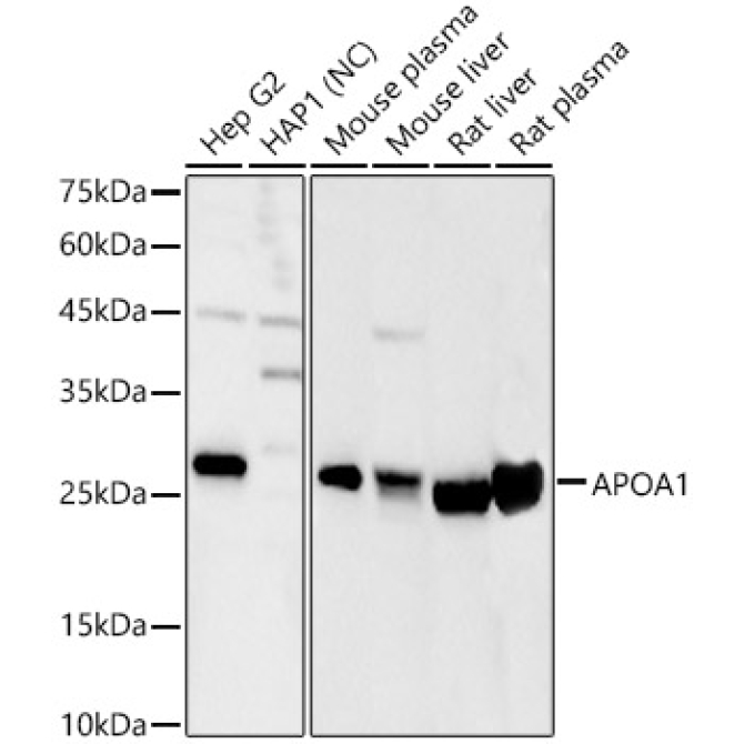 APOA1 Rabbit Polyclonal Antibody