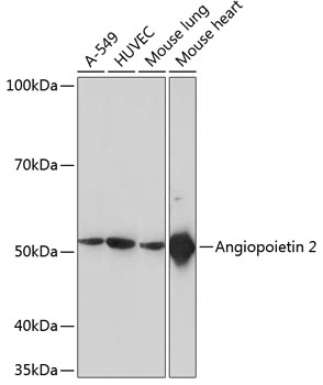 ANGPT2 Rabbit Monoclonal Antibody