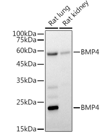 BMP4 Rabbit Polyclonal Antibody