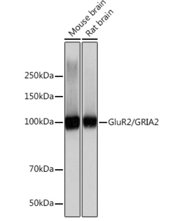 GluR2/GRIA2 Rabbit Monoclonal Antibody
