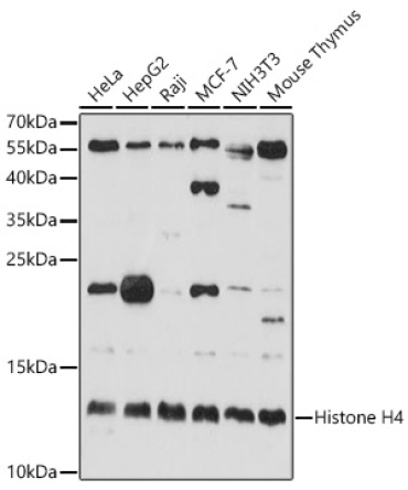 Histone H4 Rabbit Polyclonal Antibody